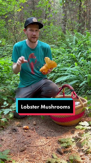 Hunting Lobster Mushrooms (Russula brevipes colonized by Hypomyces lactifluorum) up in Humboldt. They are big chonky delicious mushrooms with a faint seafood flavor, check my YouTube to see me make vegan “lobster” rolls with them! #lobstermushroom #hypomyceslactifluorum #mushroomforaging #tiktoktaughtme #mushroomedu #mushroomeducation #mycology #fungi #wildmushrooms #mushroomhunter #humboldt #fascinatedbyfungi #hongos #champignon #mushroom