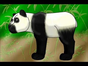 How I draw a Giant Panda (request)