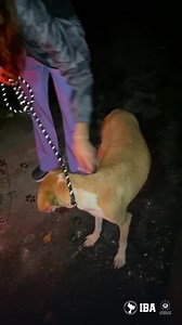 46K views · 2.7K reactions | Pilar fue rescatada de las calles. Tras...