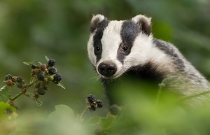 Das | Natuurmonumenten