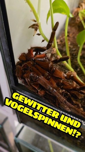 #Gewitter #Naturwunder #Gewitterstimmung #Naturphänomen #Sturmstimmung #Vogelspinne #Tarantula #Spinnenliebe #TarantulaMolting #Spinnenhäutung #MoltingTime #Exoskelett #ReelMoment #UnfassbareNatur #FaszinationTierwelt #WowMoment #NatureIsMetal #Terraristik #ExoticPets #Insektenfreunde #Arachnophilia #SpiderTok #Tiercontent #SchautEuchDasAn #TinyVenoms 👈😉 | Tiny Venoms