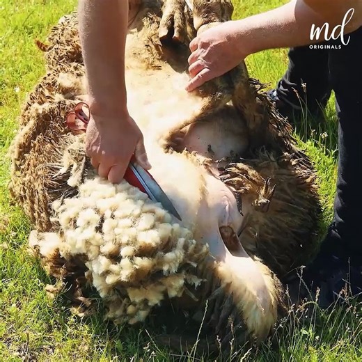 Step-by-step process of shearing a sheep - video Dailymotion