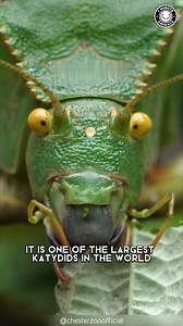 Giant Malaysian Katydid 🌿 Bigger Than Your Hand This massive insect looks unreal when it spreads its wings. Perfect camouflage makes it almost impossible to spot. #wildlife #nature #animalfacts #1minuteanimals | 1 Minute Animals