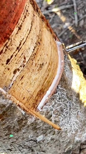 Traditional Rubber Tapping ASMR Experience