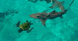 Vidéo : une tortue de mer se fait attaquer par un énorme requin... et remporte le combat !