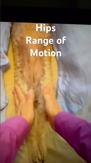 Dog hip motion seen from underneath. When healthy, the hips have a wide range of motion.