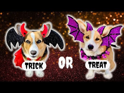Talking Corgis in COSTUMES for HALLOWEEN!