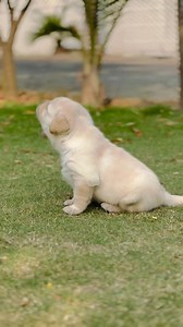 Most Beautiful Song 🐶🥰 #dogs #labrador #labradorretriever #doglover #labradorpuppy | Labrador Lovers