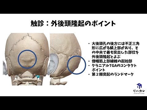 外後頭隆起 触診のコツ［骨の触診］