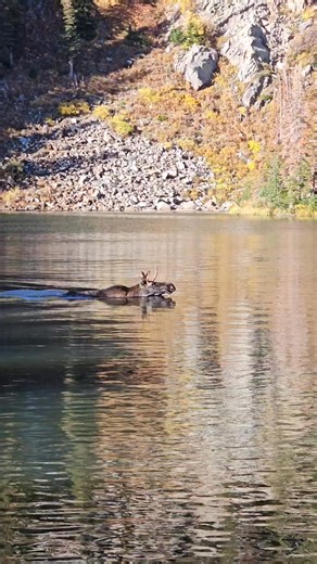 93K views · 2.3K reactions | All the video footage I got of the moose yesterday. Truly a magical experience. Please note, we do have healthy respect for wildlife and know to give them our space. I use a thing called zoom ;) Nature is beautiful. Enjoy!! | Hiking in Utah | Facebook