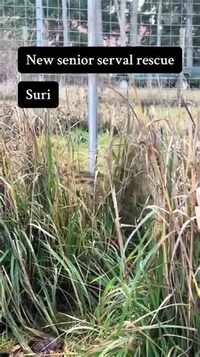 Suri the Senior Serval's New Outdoor Habitat Experience