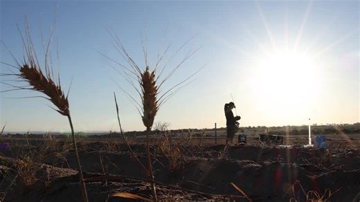 Australian wheat farmers are beating climate doom