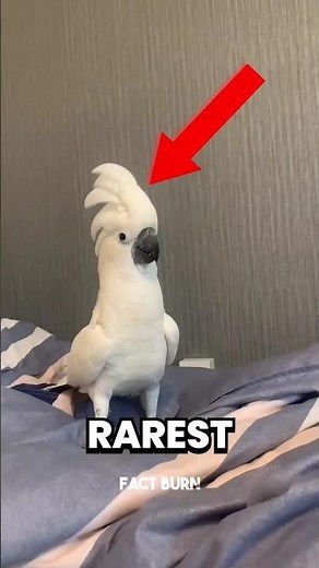 Top 5 RAREST Animals Ever Captured On Camera 😱 #RarestAnimals #CapturedOnCamera