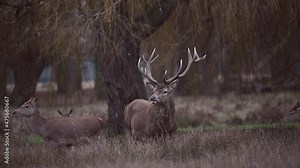 Male deer having a good look around for females during the rutting season