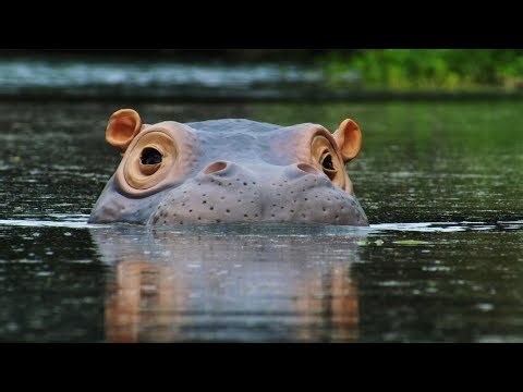 BBC Earth: The Beauty Regime of Hippos - Hippo Skin Care