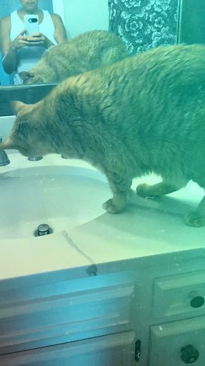 When you're trying to do a hand washing video and Oliver hears the water...😻💧🤣 Anyhooot I'm loving this Lemon Sea Salt Hand Soap and you will too🍋🍋 | Lilly's Bathcarry