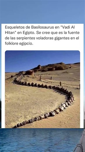 Esqueletos de Basilosaurus en#shorts