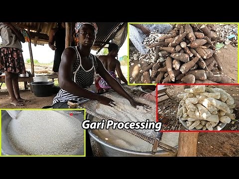 West Africa way of Garri Processing !! How to make authentic Gari in Ghana