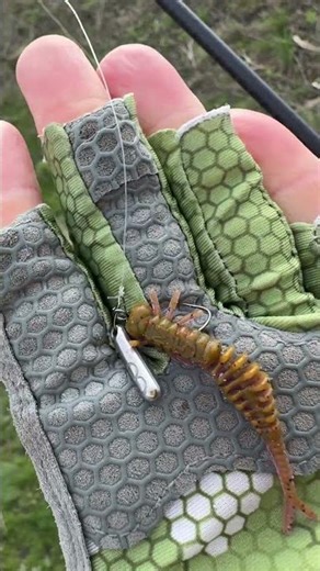 HOW to catch perch on spinning #spinning #fishing