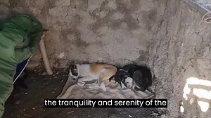 Looking Back on Humanity's Progress: My Story 🌏 A fascinating topic that has recently occupied my thoughts is the ever-changing trajectory of human civilization. The story begins in a primitive setting, where the sounds of nature are the sole accompaniment. These rumblings, which mirrored the ebb and flow of major civilizations, eventually built up to a climax in human development. There is perpetually a flicker of optimism amidst the wreckage. A new beginning is likewise heralded by the bells 