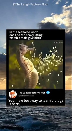 🥚This is how 🧬a male seahorse 🐣 give births 🫄 | MDCT