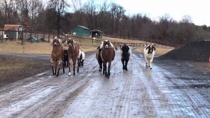 18K views · 1.3K reactions | Not sure if they're the Sharks or the Jets, but we're running for our lives. | Catskill Animal Sanctuary | Facebook