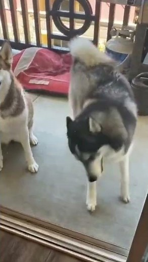 Extreme animal cruelty #5