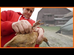 Duck Bumblefoot Surgery (First Time)