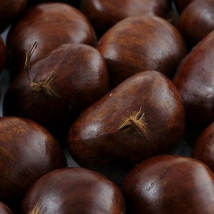 Silverleaf Japanese Chestnut Tree Seeds: Blight Resistant, Hardy Nut Tree - Etsy