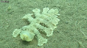 Nudibranch Melibe is a type of predatory sea slug. We just like saying Nudibranch. | ViralHog