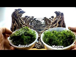 How to Install Moss Aquascape - Planting Moss - Bucephalandra