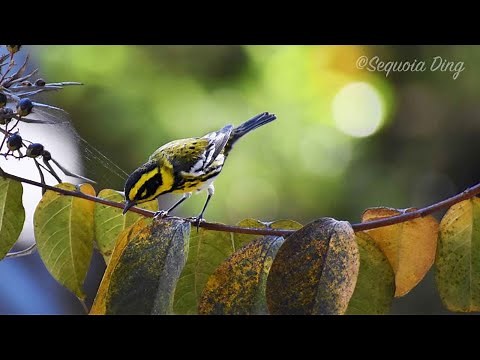 Learning Bird Songs | Birding Tools & Resources