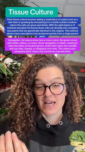 The Rooted Plant Shop on Instagram: "Plant tissue culture involves taking a small piece of a plant such as a leaf stem or growing tip and placing it in a sterile nutrient medium where the cells can grow and divide. With the right balance of nutrients and plant hormones those cells can develop into complete new plants that are genetically identical to the original. This method allows many new plants to be produced quickly from a single parent plant. If the variegation is chimeral meaning differen