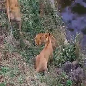 A lioness being bullied by the whole herd 👉👉 Join us to get more information: Animals Life | Animals Kingdom