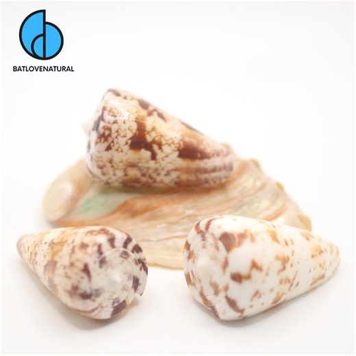 Conus Caracteristicus Seashells: Natural Beach Decor, Shell Art - Etsy