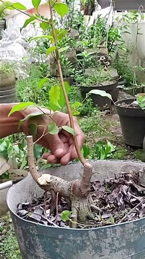 Proses pruning dan seleksi cabang total bonsai beringin lokal atau benjamin #bonsai #bonsaitree #fy