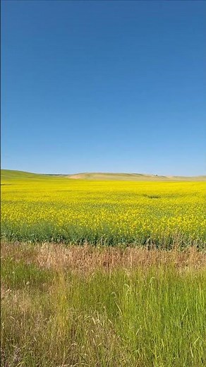 in 1982 National Geographic ran an article 'a Paradise called the Palouse.' it has aged well.