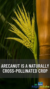 Arecanut is a naturally cross-pollinated crop, meaning that pollen from the flowers of one tree is transferred to the flowers of another, resulting in genetic variation. This process is mainly carried out by wind and insects, which help transfer pollen between trees. Cross-pollination contributes to better fruit set and enhances the overall diversity and adaptability of arecanut plants. #parachutekalpavriksha #Kalpavriksha #arecanutfarming #arecanut | Kalpavriksha