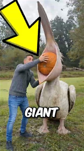 Top 3 Animals That Grow at Unbelievable Speeds😲 #facts #animals #wildlife #animalfacts