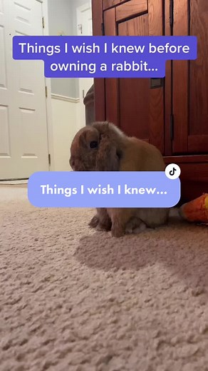 Understanding Rabbit Pee: What You Need to Know Before Getting a Bunny