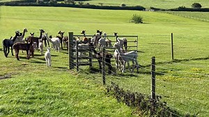 Ruby joins the herd. | Mullacott Alpacas