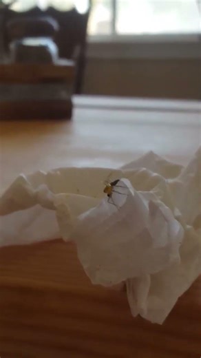 He does not eat turkey