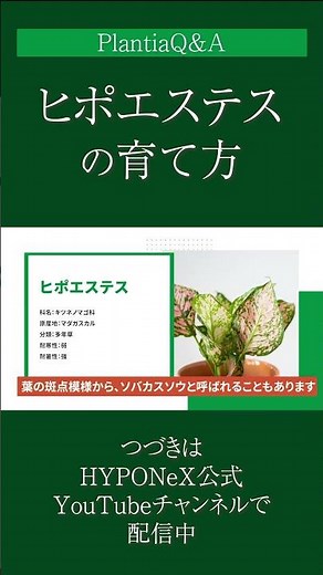 ☘264：【Q&A】ヒポエステスの育て方｜管理する上での注意点や作業は？水やりや肥料などの管理方法もご紹介