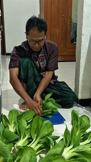 Teknik Simpel, Hasil Kemasan Pakcoy Terlihat Premium! #pakcoyhidroponik #tipspraktis #sayuran #food