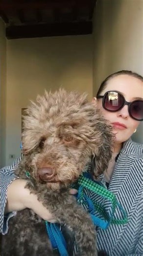 I am a poodle's personal assistant...