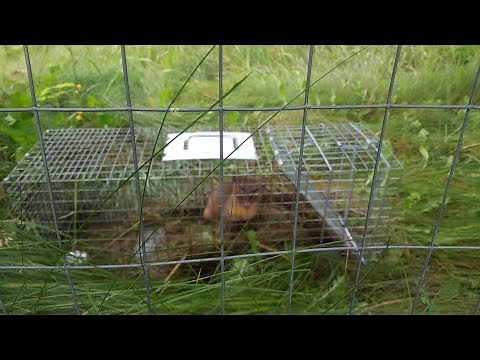 Catching the Pine Marten that Killed our Chickens !!!
