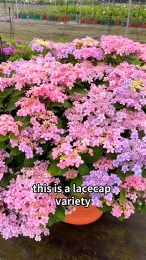 Five types of hydrangeas variety for the beginners | Lee Yumi