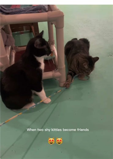 #catcafe #purrfectpause #cats #colorado #rezdawg Purrfect Pause Cat Cafe 5290 Arapahoe Ave, Ste E, Boulder CO 80303 (303) 955-5185 www.PurrfectPause.com Get some therapurry and find your purrfect friend in our psychedelic cat forest 🐱🍄🌲