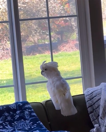 Hilarious cockatoo is not a fan of their owner's singing 😂🦜 | MetDaan Animals