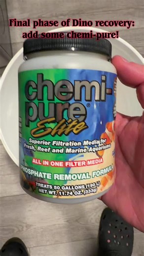 Final Phase of Dino Recovery with Chemi-Pure Elite